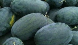 网红黑瓜吃瓜入口,揭秘网红圈幕后真相