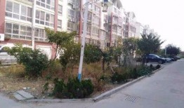 即墨翠英花园最新爆料,揭秘高端住宅区的蜕变与未来展望